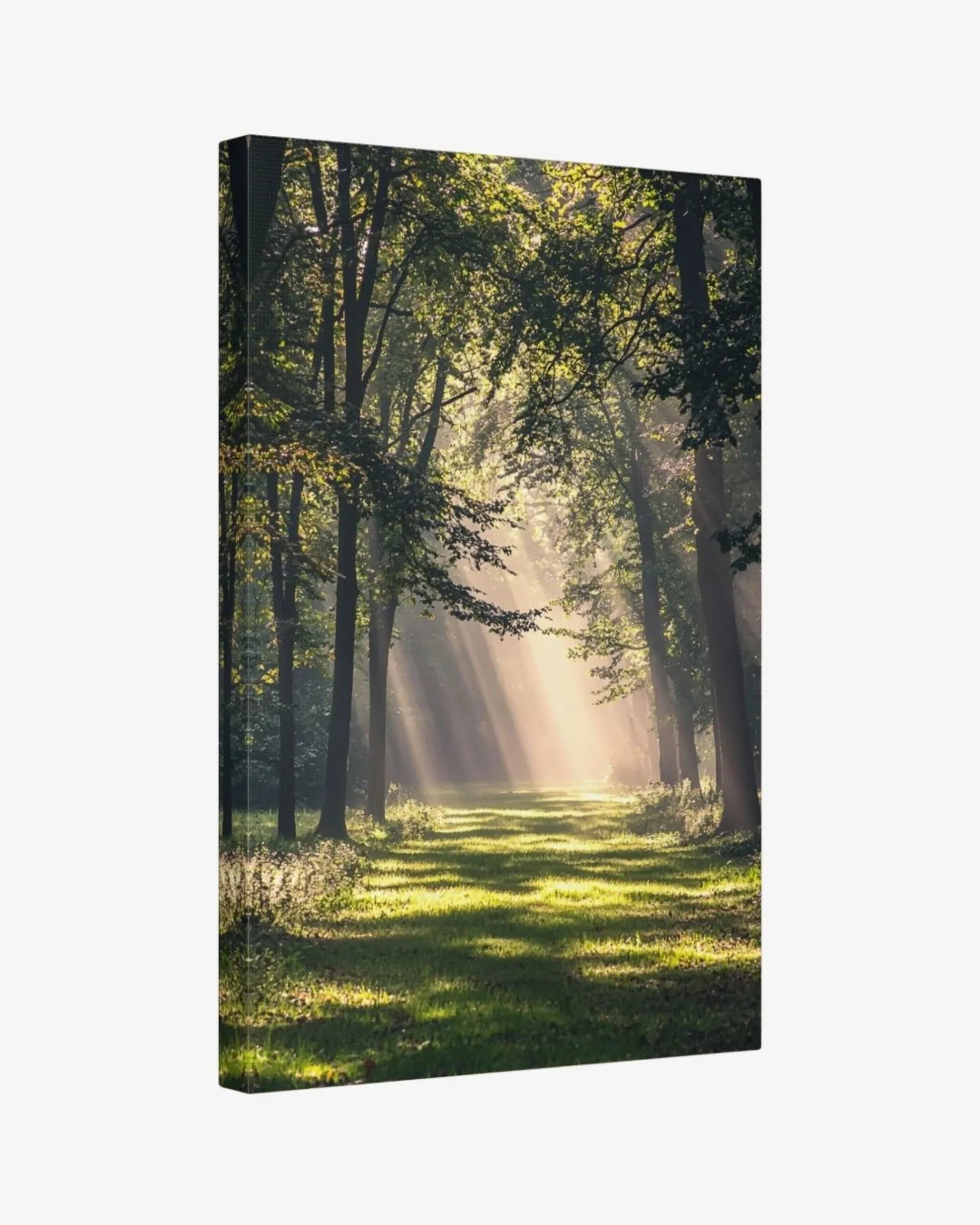 Forest Light Canvas Nomad Haus