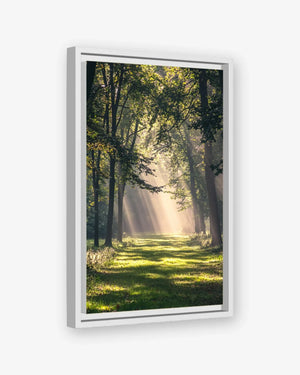 Forest Light Canvas White Frame Nomad Haus