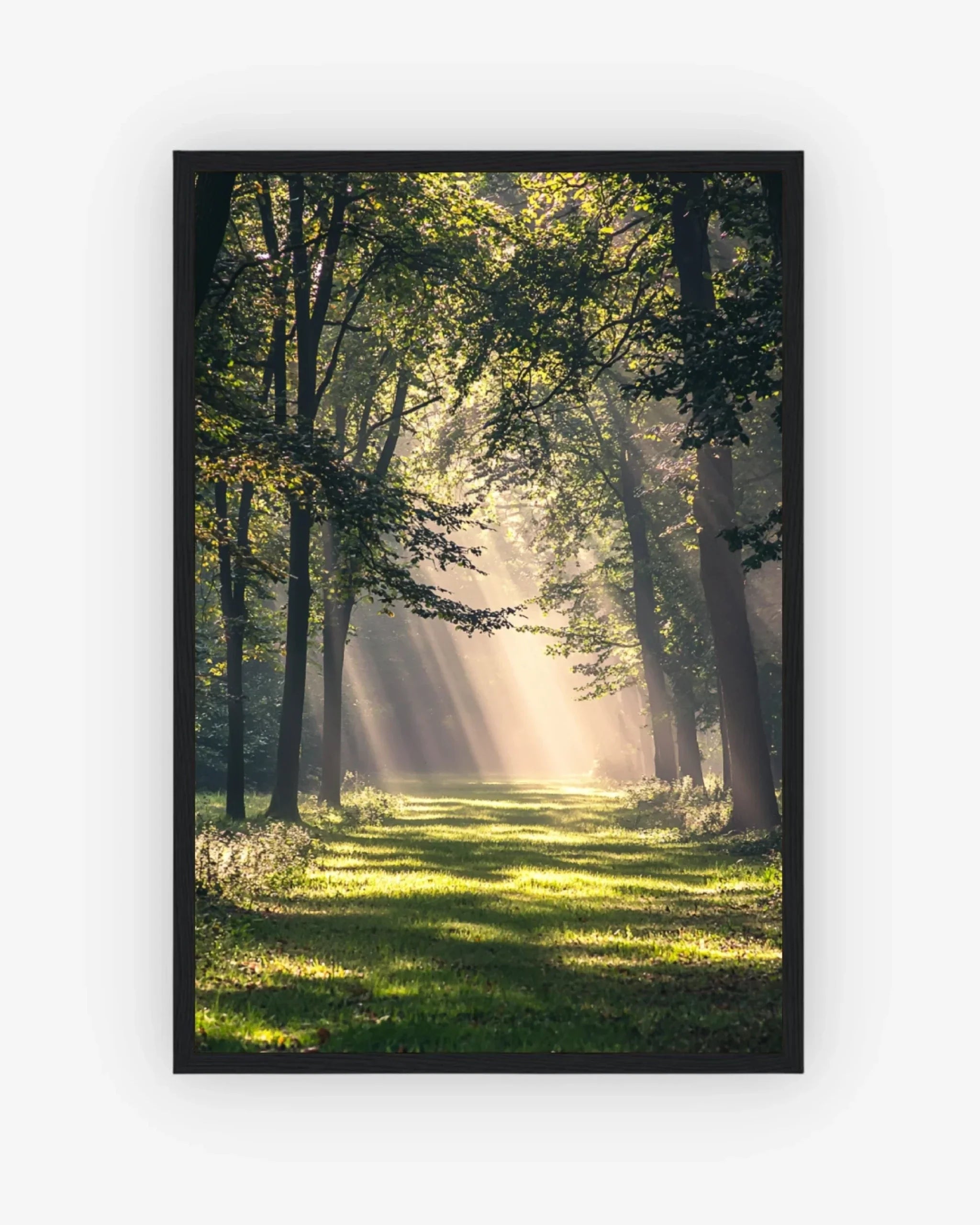 Forest Light Poster Black Frame Nomad Haus
