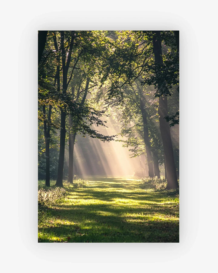 Sunlight filtering through trees in a forest