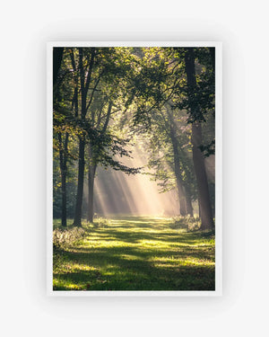 Forest Light Poster White Frame Nomad Haus