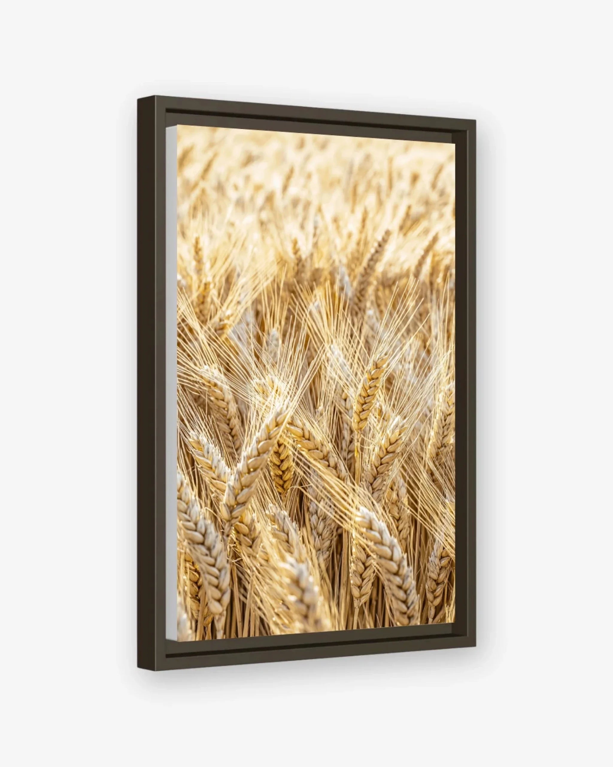 Golden Field Canvas Espresso Frame Nomad Haus