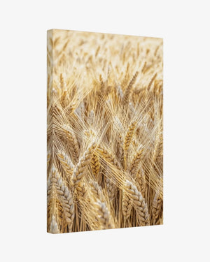 Golden Field Canvas Nomad Haus