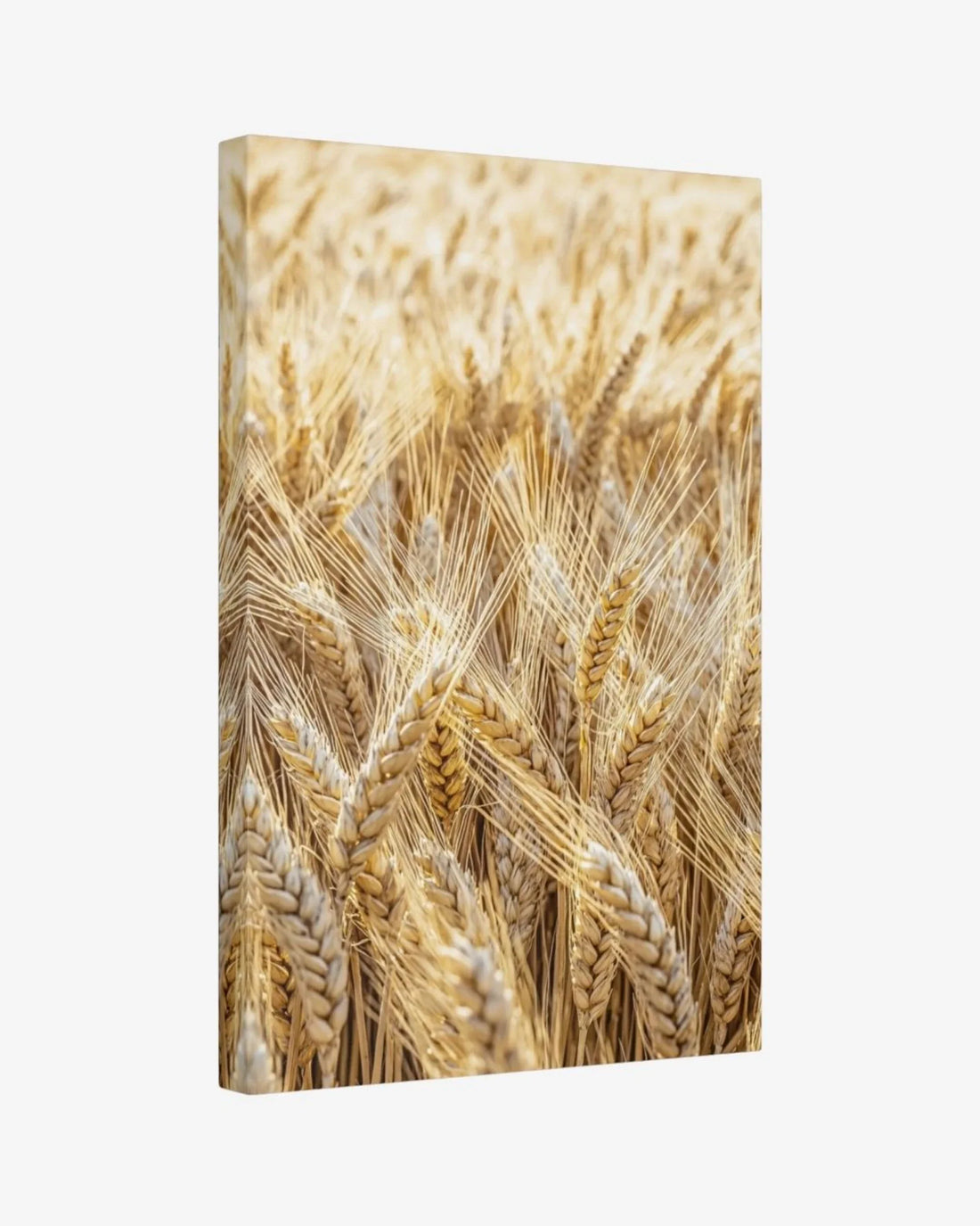 Golden Field Canvas Nomad Haus
