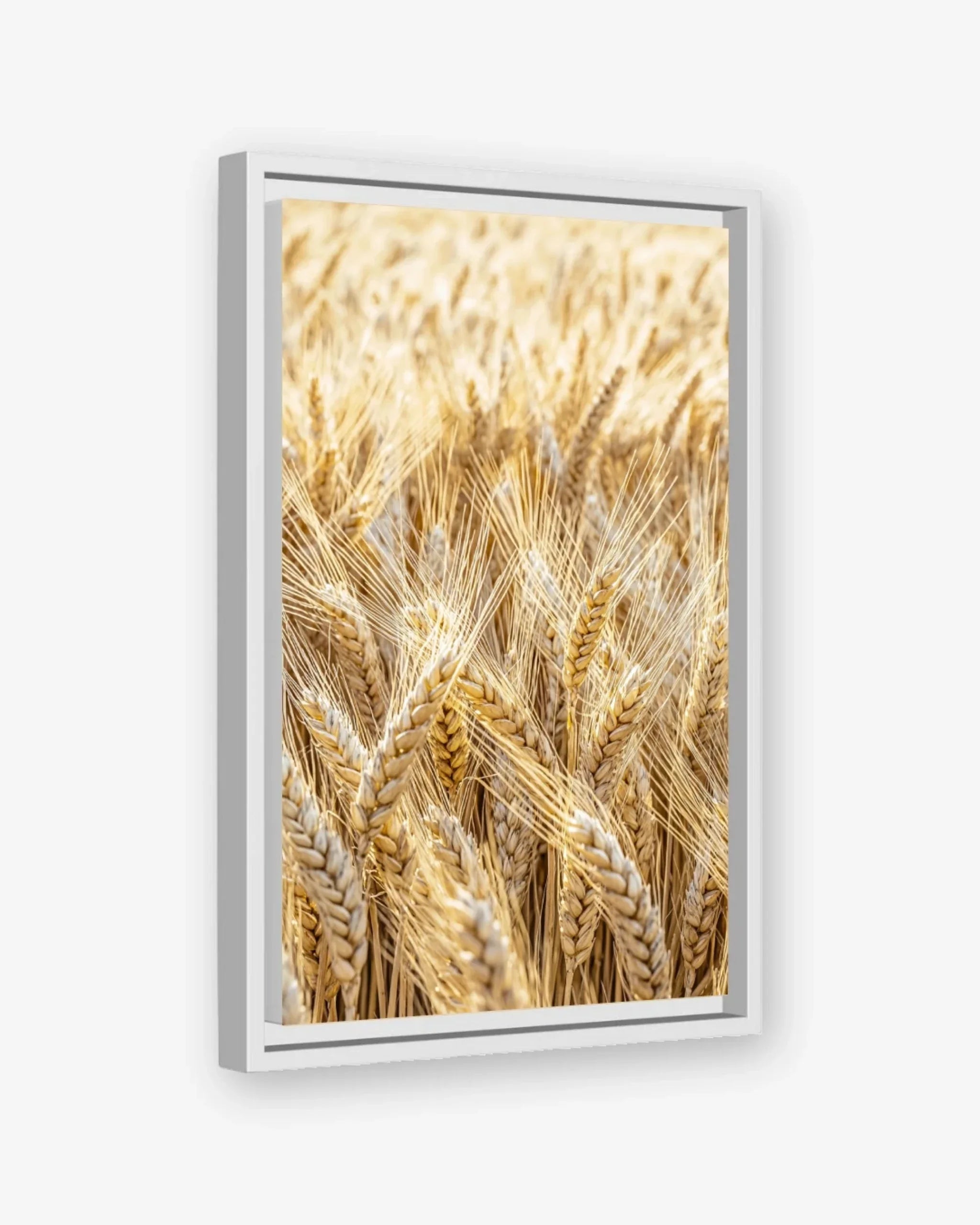 Golden Field Canvas White Frame Nomad Haus