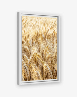 Golden Field Canvas White Frame Nomad Haus