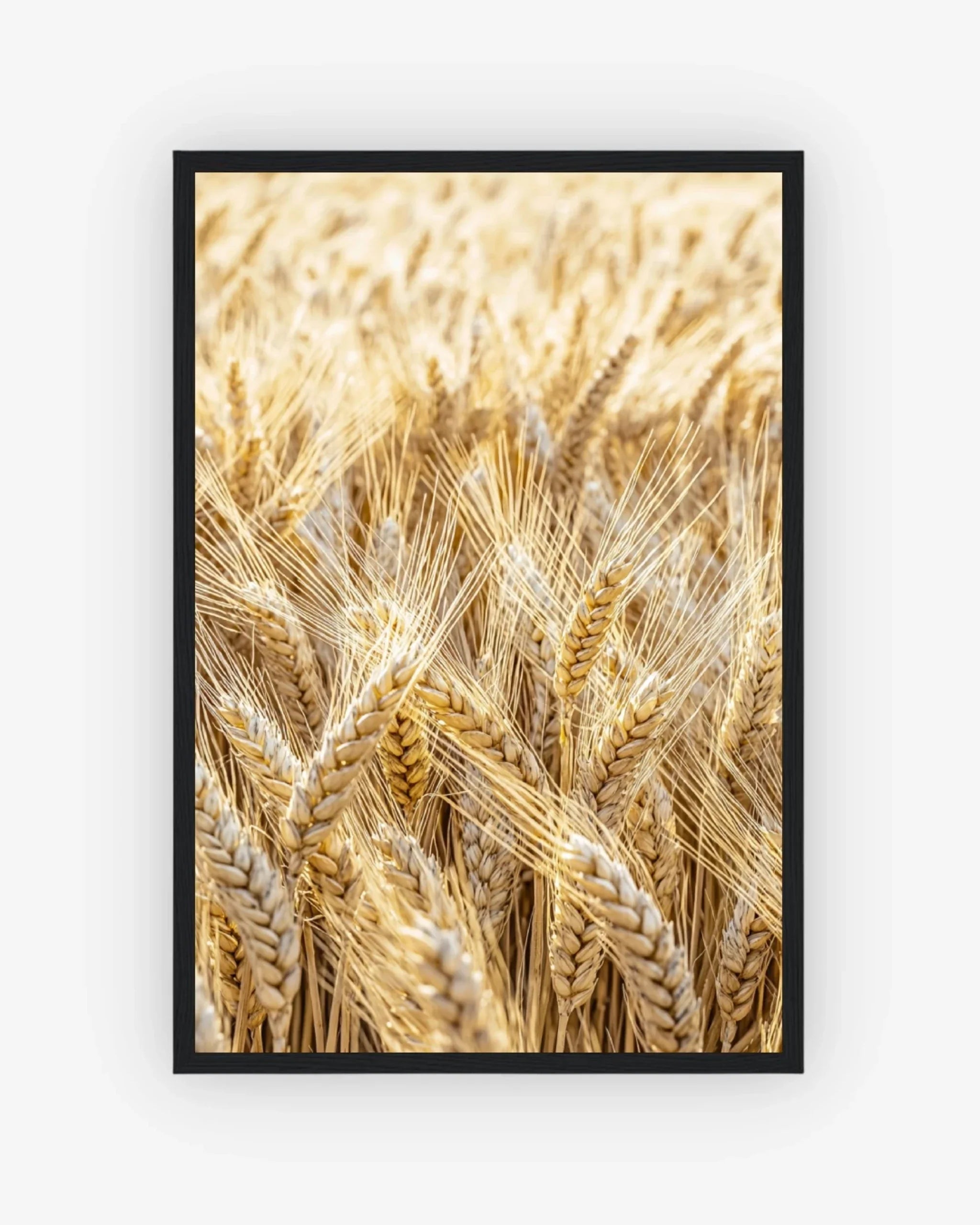 Golden Field Poster Black Frame Nomad Haus