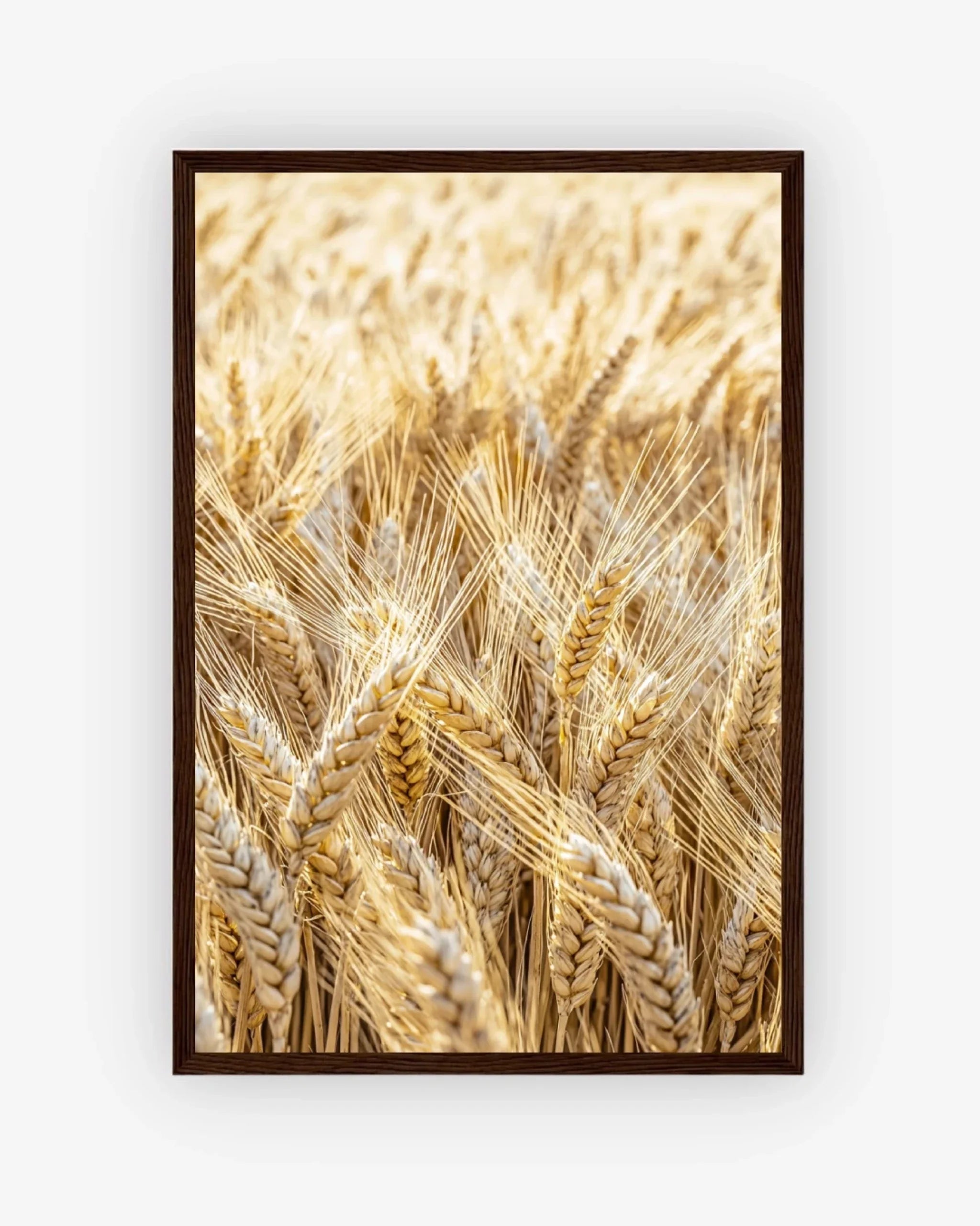 Golden Field Poster Dark Wood Frame Nomad Haus