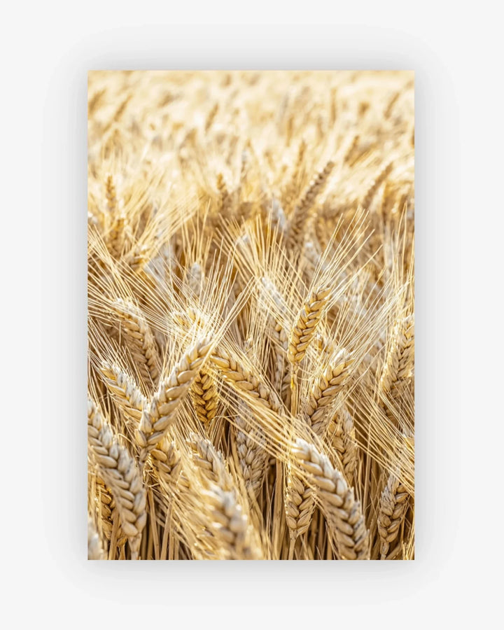 Close-up of wheat ears on a white background