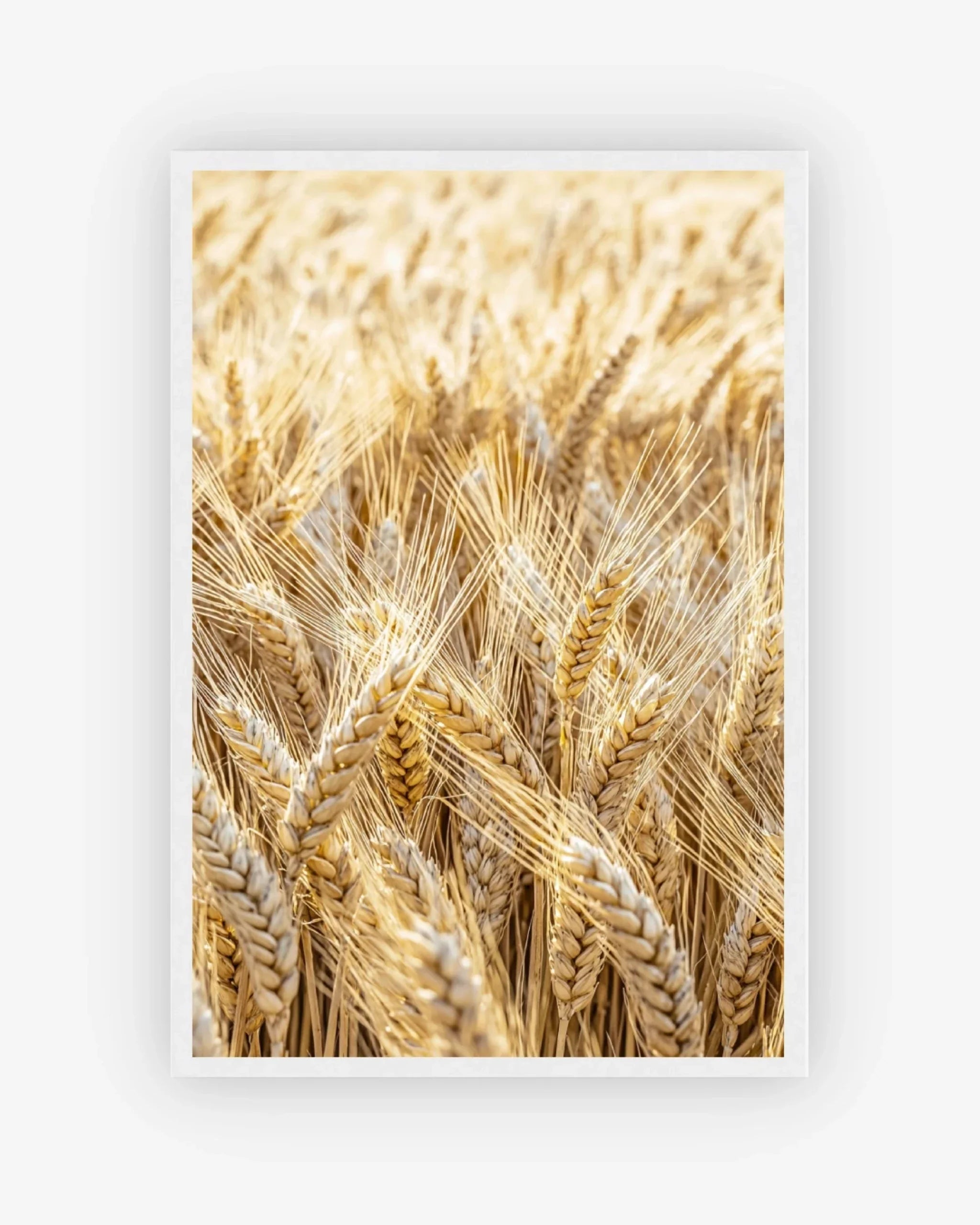Golden Field Poster White Frame Nomad Haus