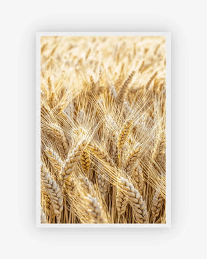 Golden Field Poster White Frame Nomad Haus