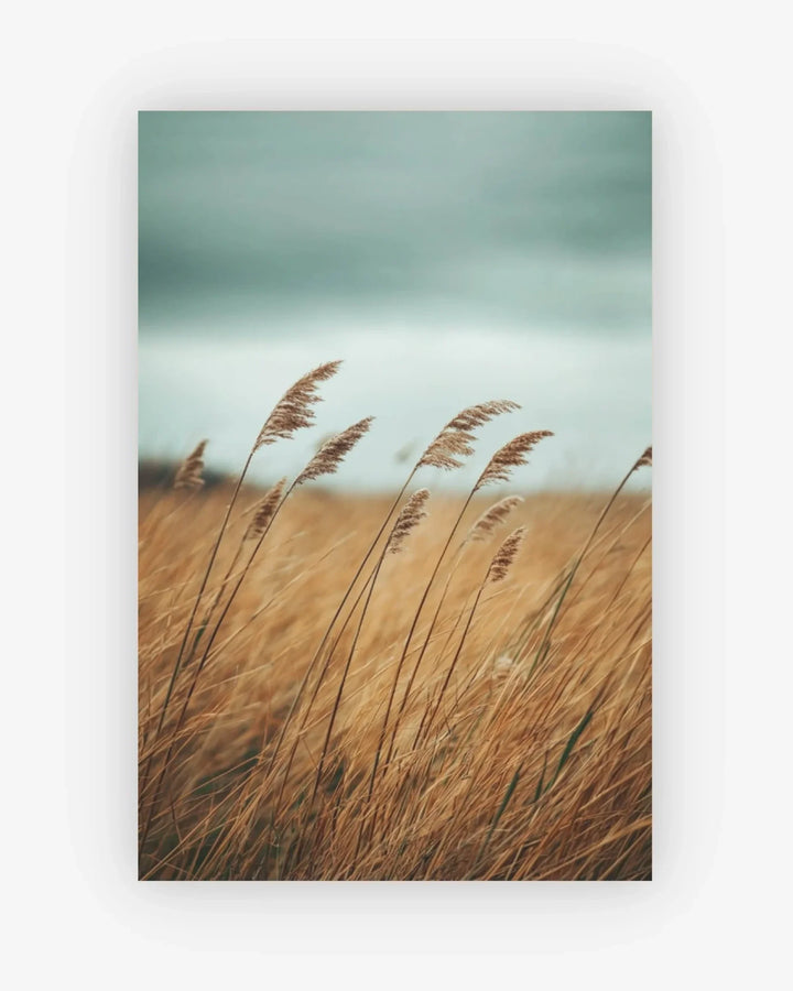 Tall grasses swaying in a field with a blurred background