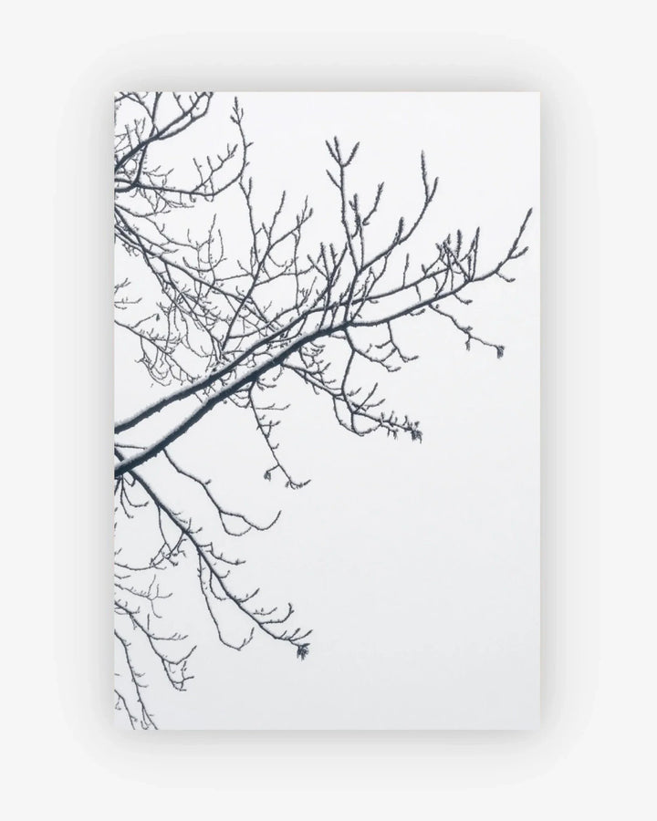 Black tree branches on a white background
